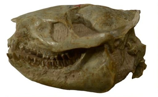 Merycoidodon culbertsoni