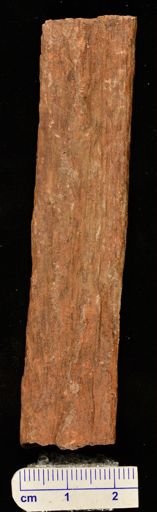 Lepidodendron sp.