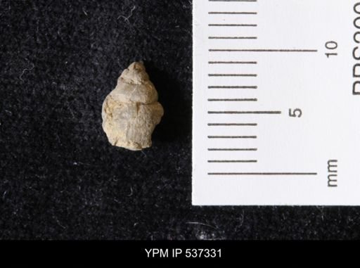 Goniobasis ortmanni
