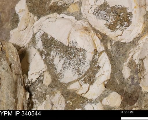 Ostrea glabra