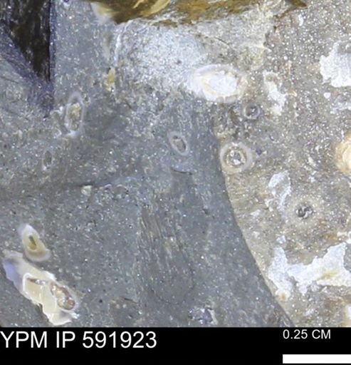 Serpulidae