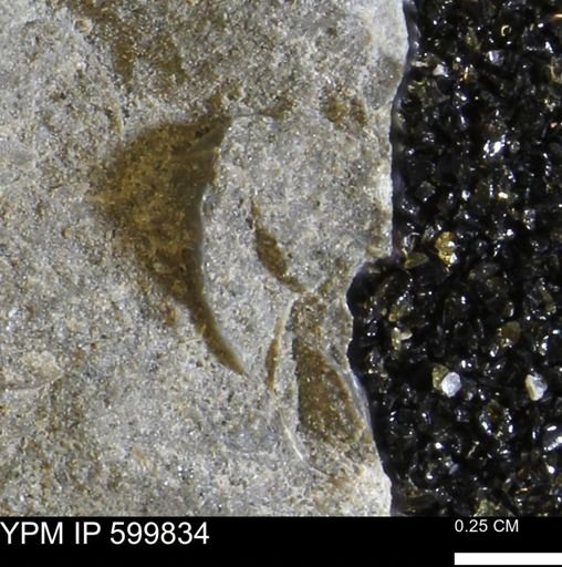 Protocardia subquadrata