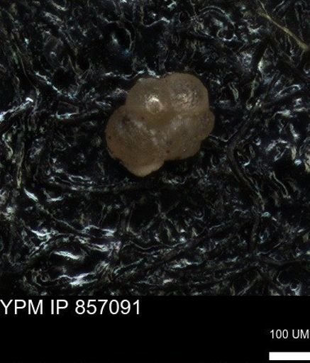 undet. Foraminiferida