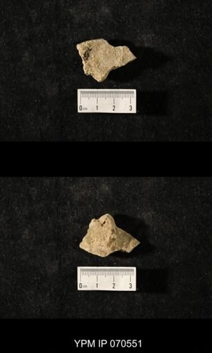 Favosites louisvillensis