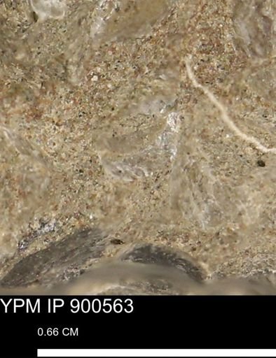 Anomia gryphorhyncha