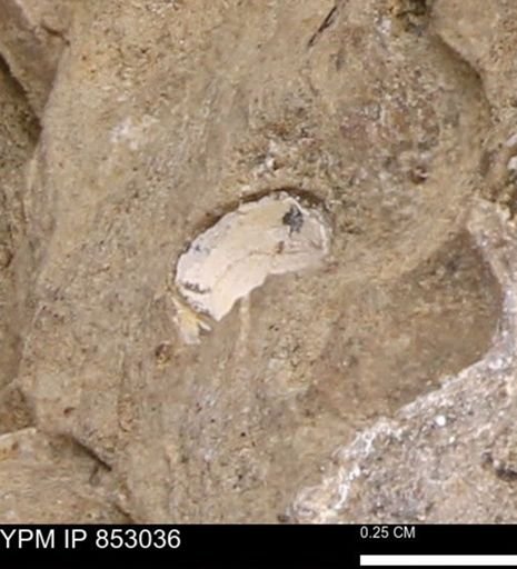 Limopsis striatopunctatus