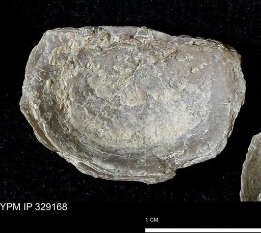 Pholidostrophia iowaensis