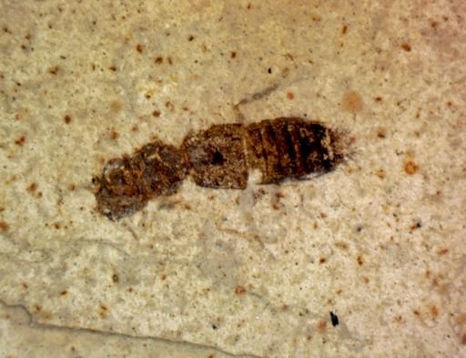 undet. Staphylinidae