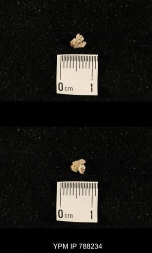 undet. Crinoidea