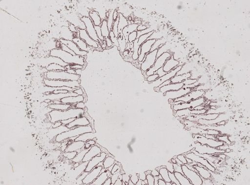 Sycon sp.