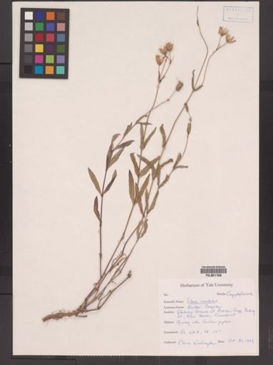 Silene cucubalus