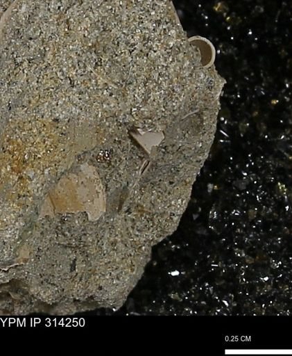 undet. Scaphopoda