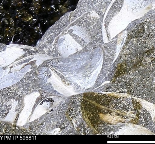 undet. Bivalvia