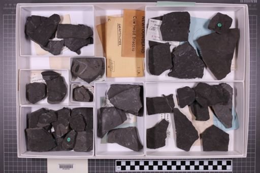 mixed taxa, stratigraphic collection