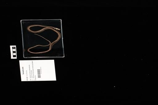 Thamnophis sirtalis