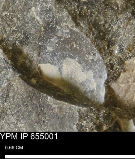 undet. Bivalvia
