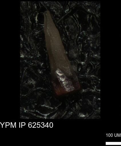 undet. Echinoidea