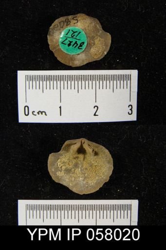 Dalmanella perelegans