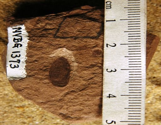 Carpites sp.