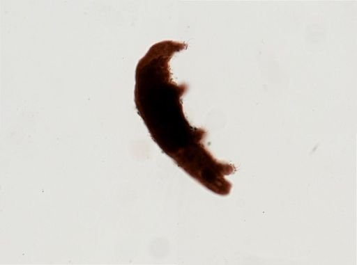 Dactylobiotus