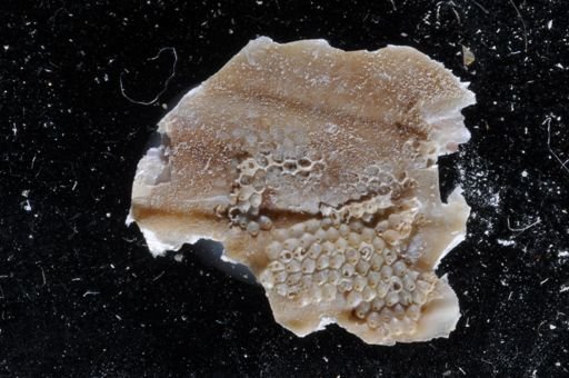 Fenestrulina