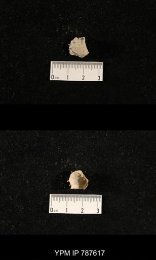 undet. Brachiopoda