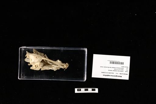 Melanogrammus aeglefinus