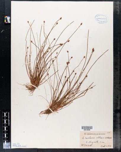 Eleocharis obtusa