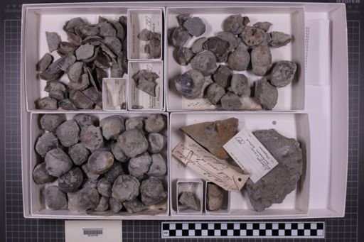 mixed taxa, stratigraphic collection
