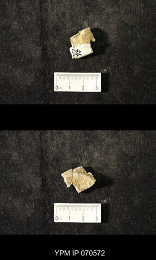 Favosites louisvillensis