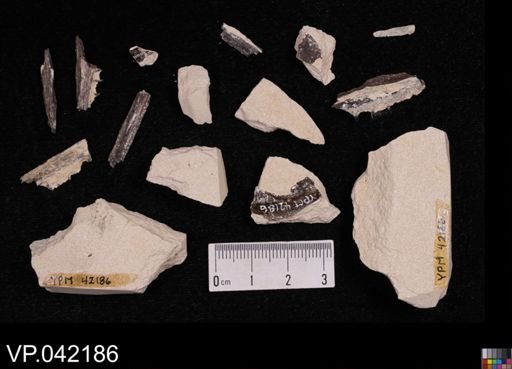 undet. Actinopterygii