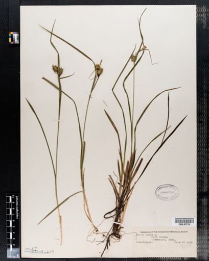 Carex flava