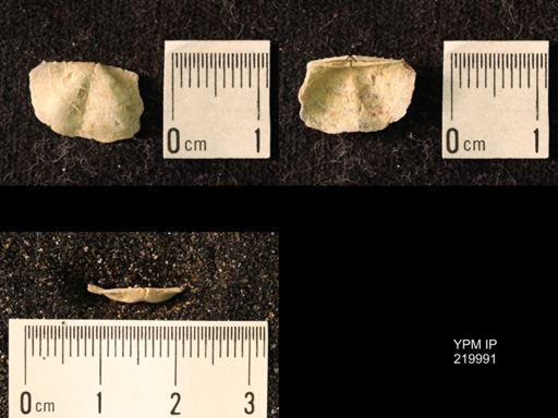 Chonetes sp.