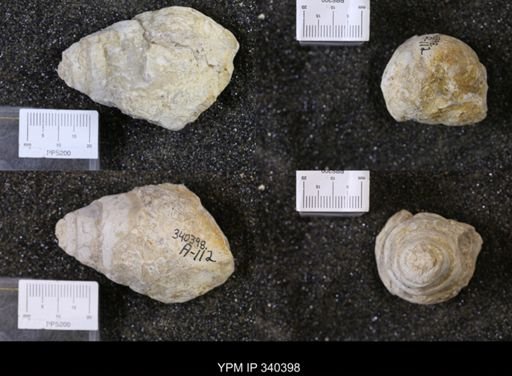 Tylostoma tumidum