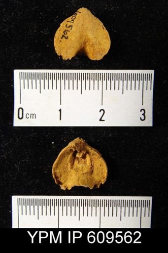 Eatonia peculiaris