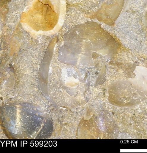 undet. Cyrtospiriferoidea