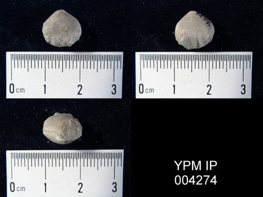 Camerophoria sp.