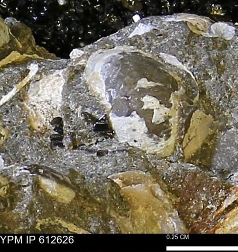 undet. Bivalvia