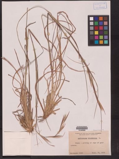 Andropogon virginicus