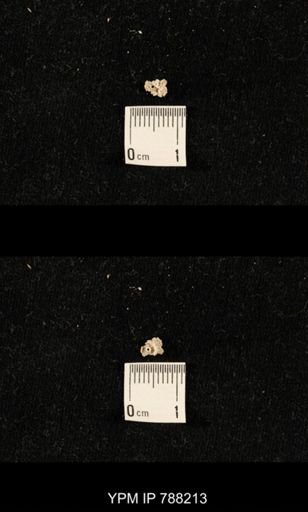 undet. Crinoidea