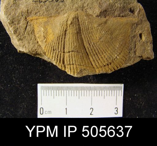 Cyrtospirifer sp.