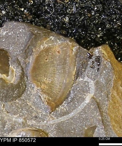 undet. Bivalvia