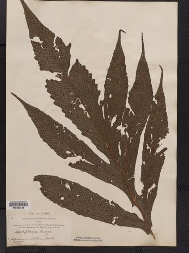Tectaria