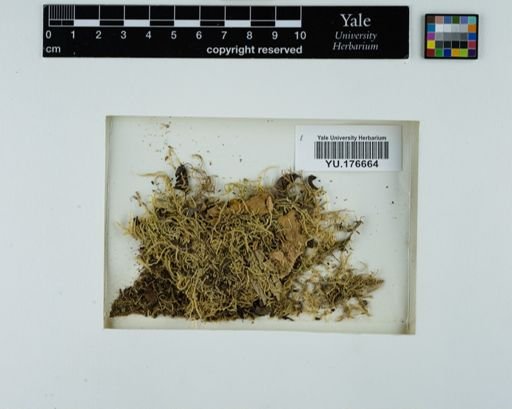 Plantae