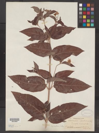 Plantae