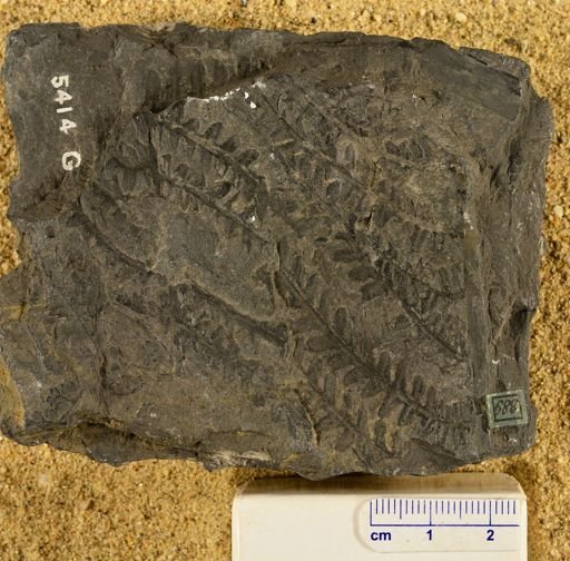 Pecopteris ovata