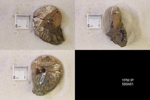 undet. Scaphitidae