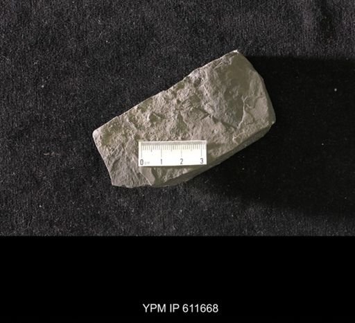 Aviculopecten sp.