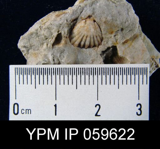 Camarotoechia sp.