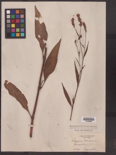 Polygonum persicaria